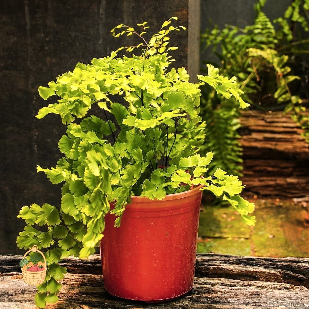 21 Not Kill Your Indoor Ferns Worth Pinning Right Now 3 Maidenhair Fern