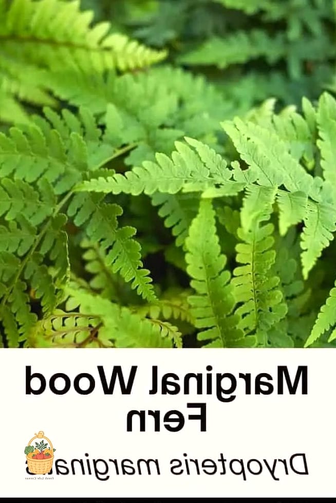 24 Types Of Ferns That Will Transform Your Garden 24 Marginal Wood Fern