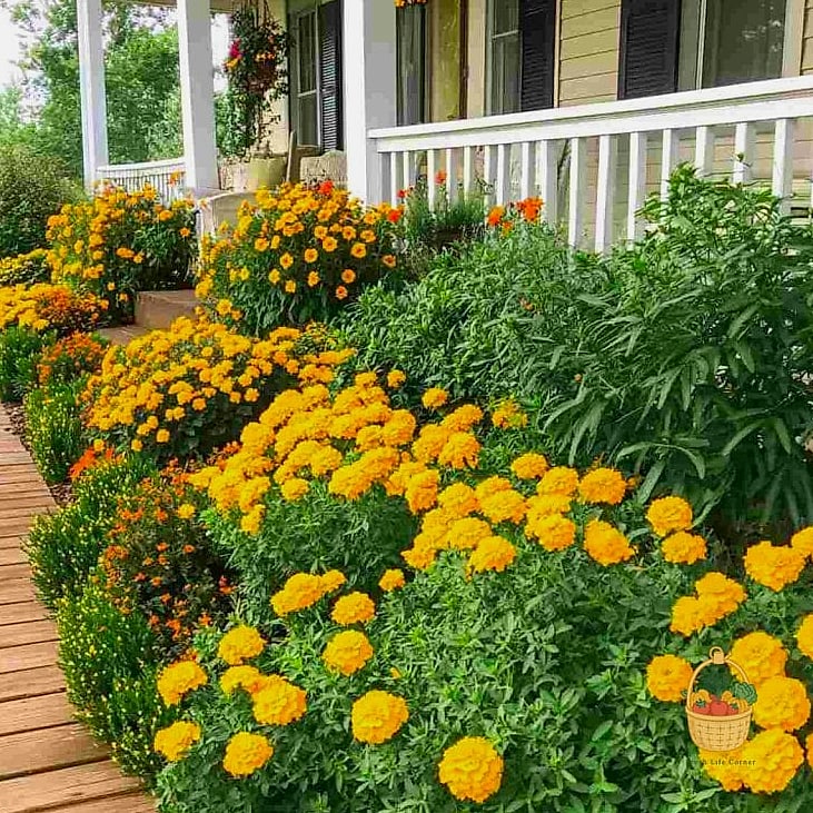 Marigold