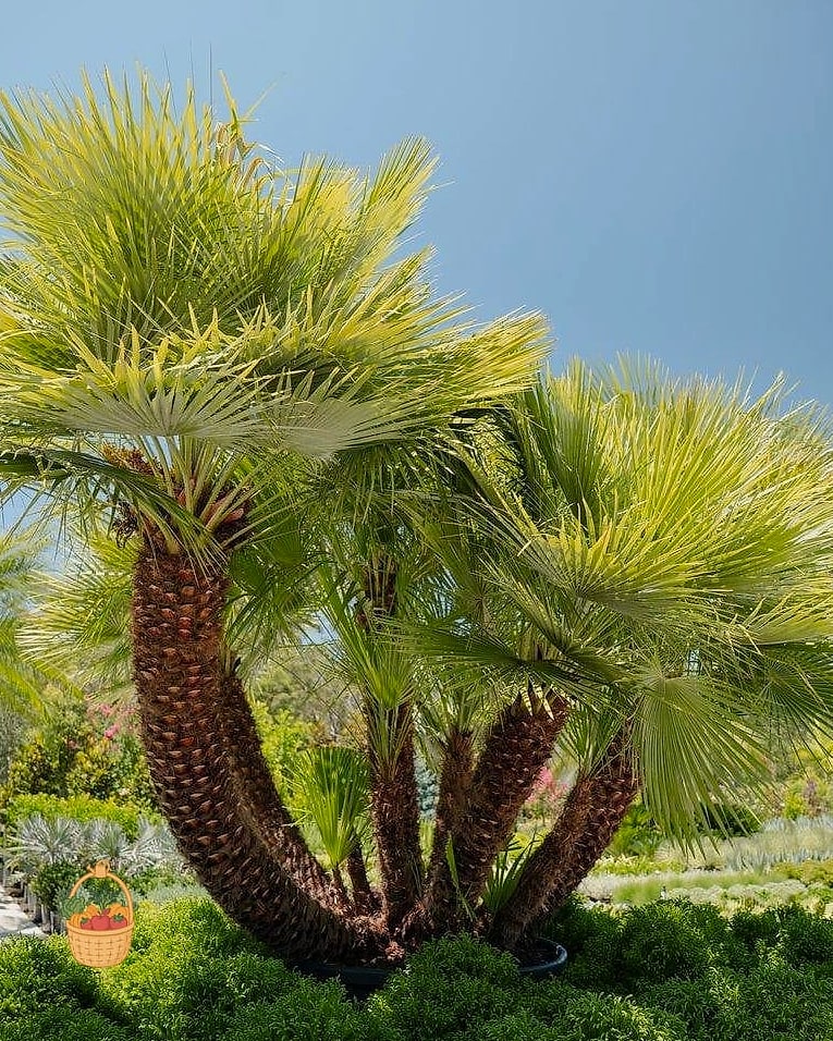 30 Low Maintenance Palm Trees That Are Going Viral on Pinterest 16 Mediterranean Fan Palm