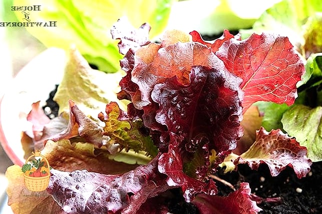 Merlot Lettuce