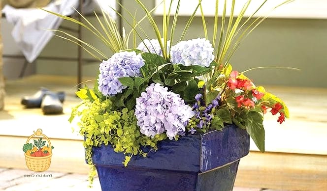 20 Stunning Container Hydrangeas Every Gardener Needs to Know About 14 Mini Penny