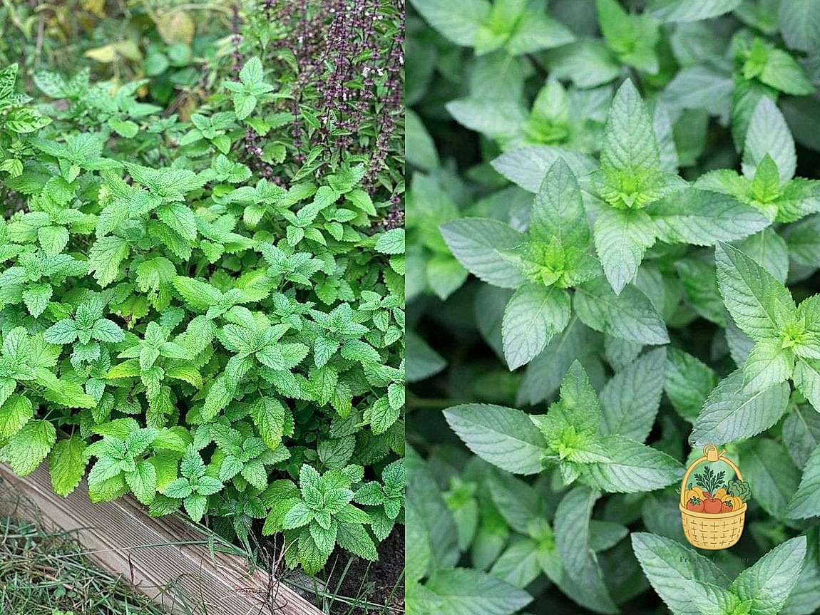 Mint and Literally Everything