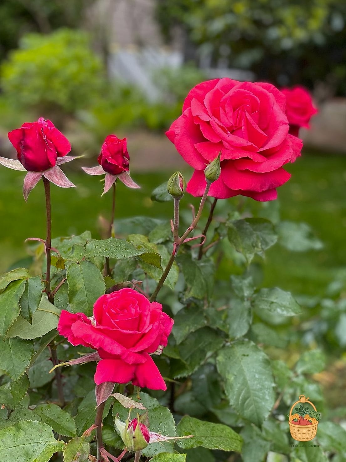 20 Fragrant Roses That Will Transform Your Garden 2 Mister Lincoln