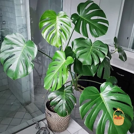 24 Eggshells Houseplants Every Gardener Needs to Know About 16 Monstera Deliciosa