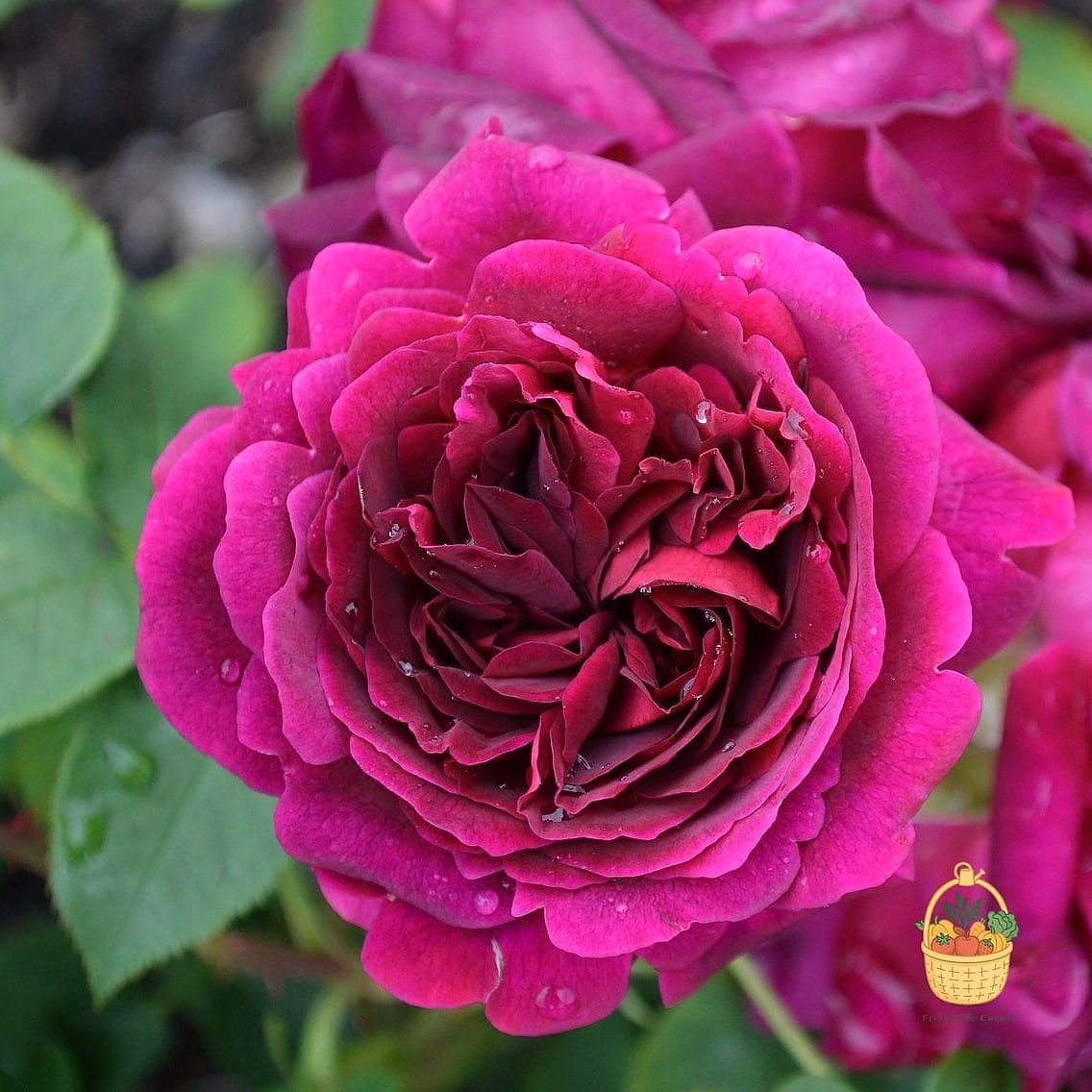 20 Fragrant Roses That Will Transform Your Garden 4 Munstead Wood
