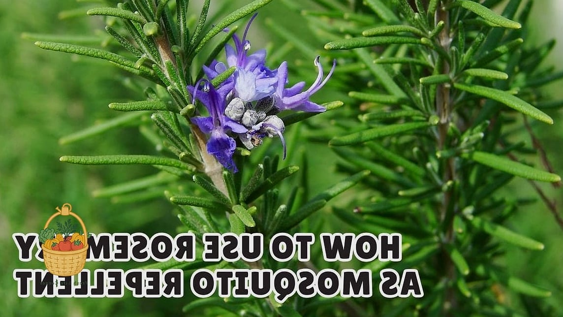 28 Ways To Use Rosemary Every Gardener Needs to Know About 7 Natural Insect Repellent