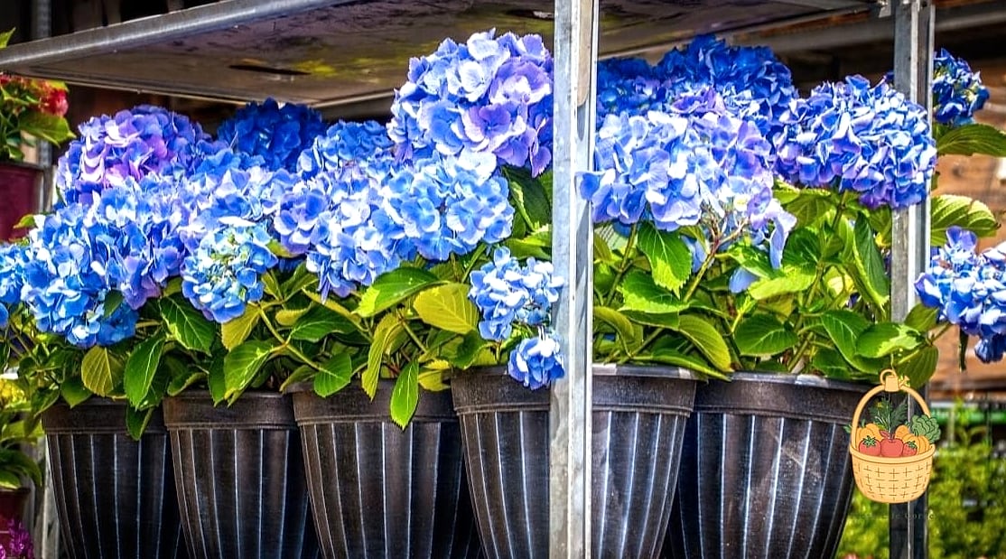20 Stunning Container Hydrangeas Every Gardener Needs to Know About 9 Nikko Blue