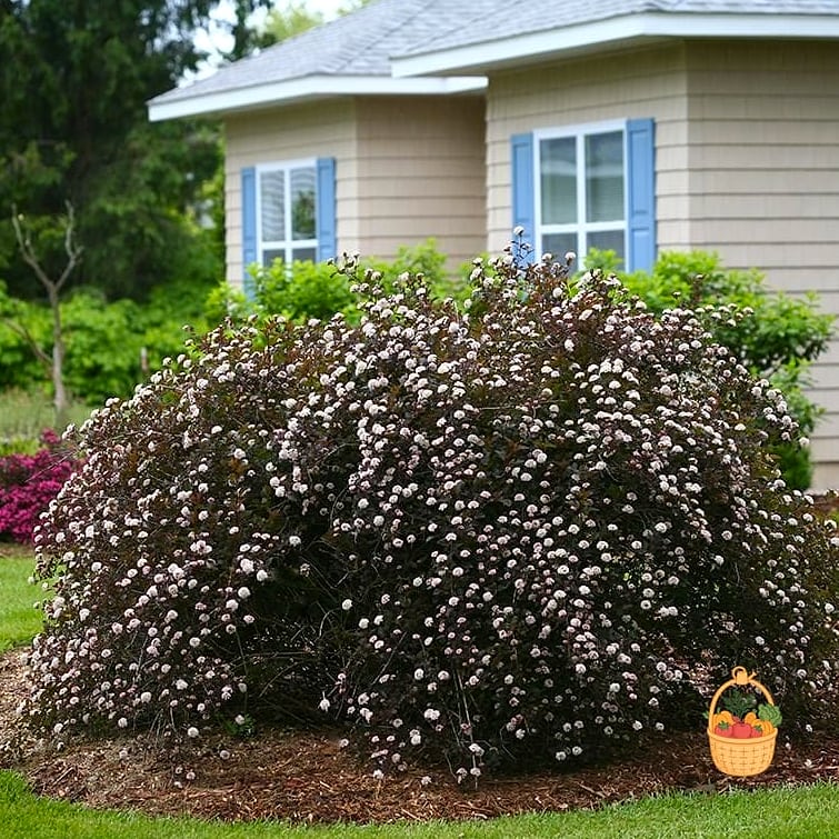 21 Bushes For The Front Of Your House That Are Going Viral on Pinterest 13 Ninebark