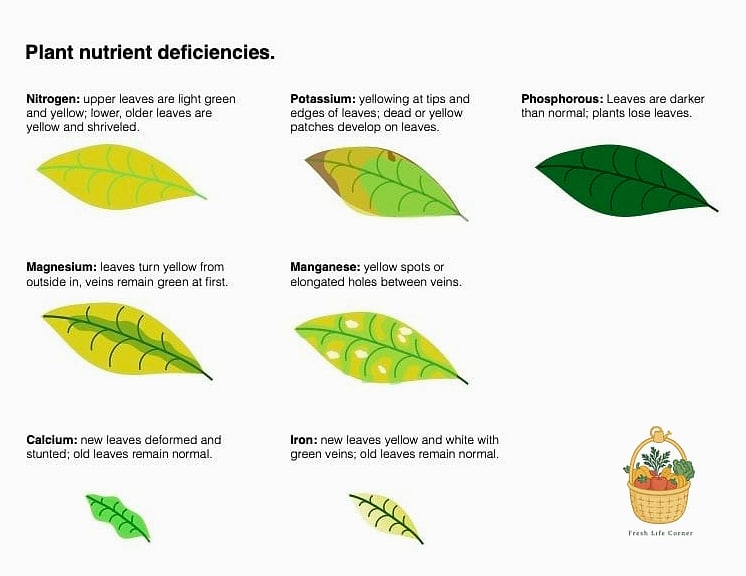 23 Leggy Pothos Causes What To Do That Will Transform Your Garden 5 Nutrient Deficiency