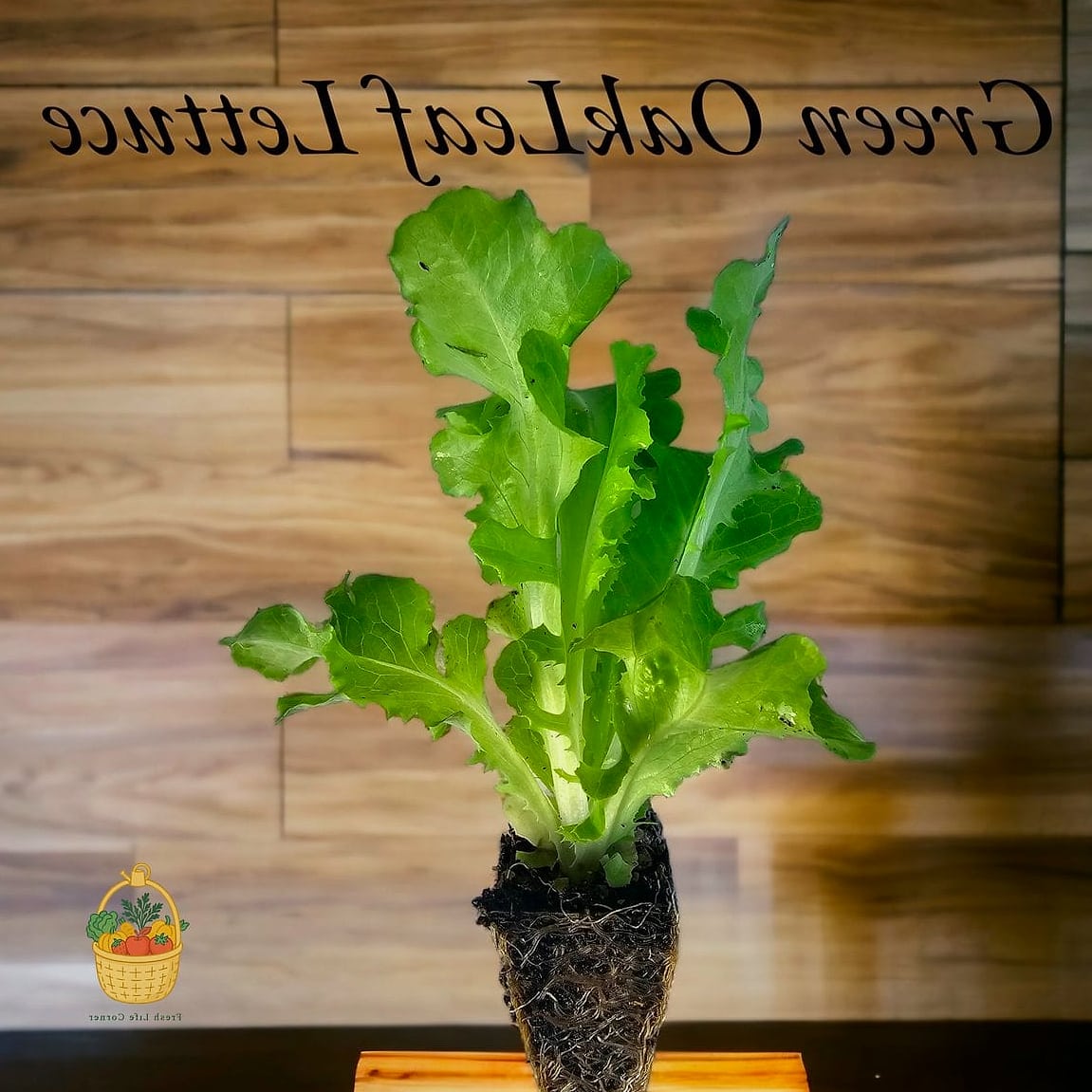 Oakleaf Lettuce