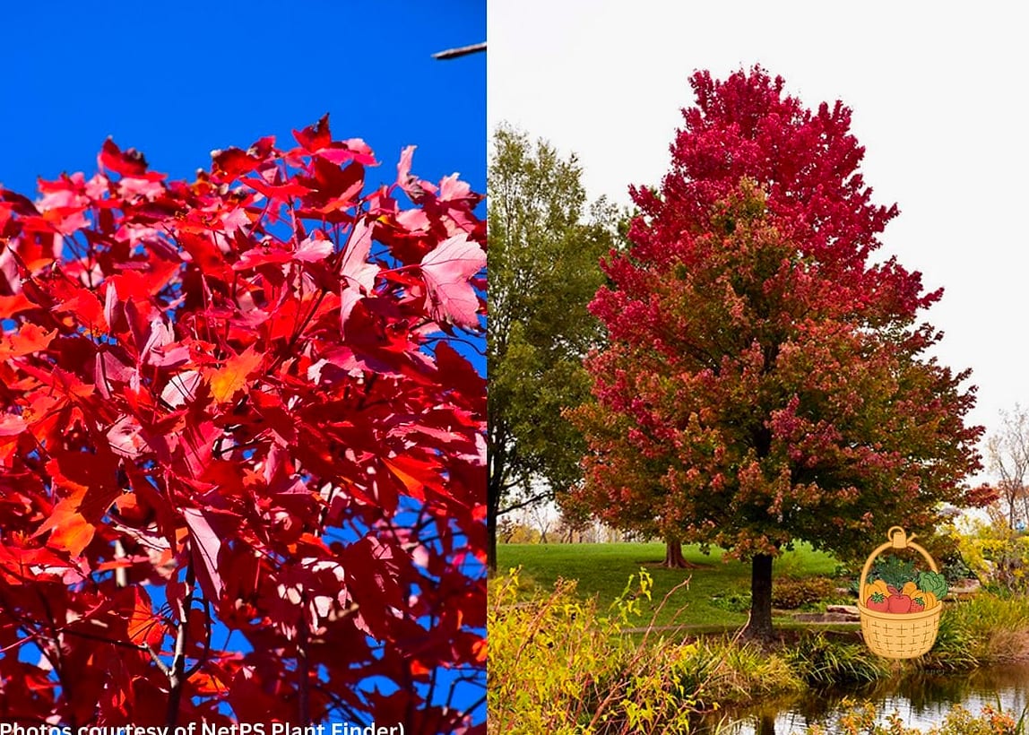 October Glory Maple