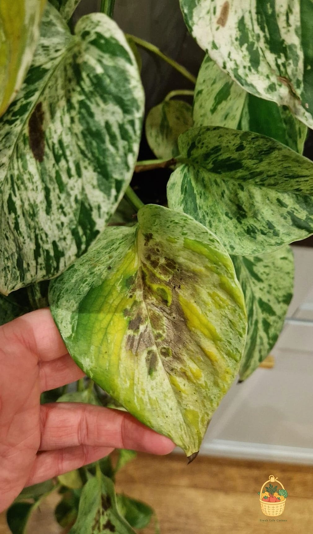 23 Leggy Pothos Causes What To Do That Will Transform Your Garden 4 Old, Neglected Growth