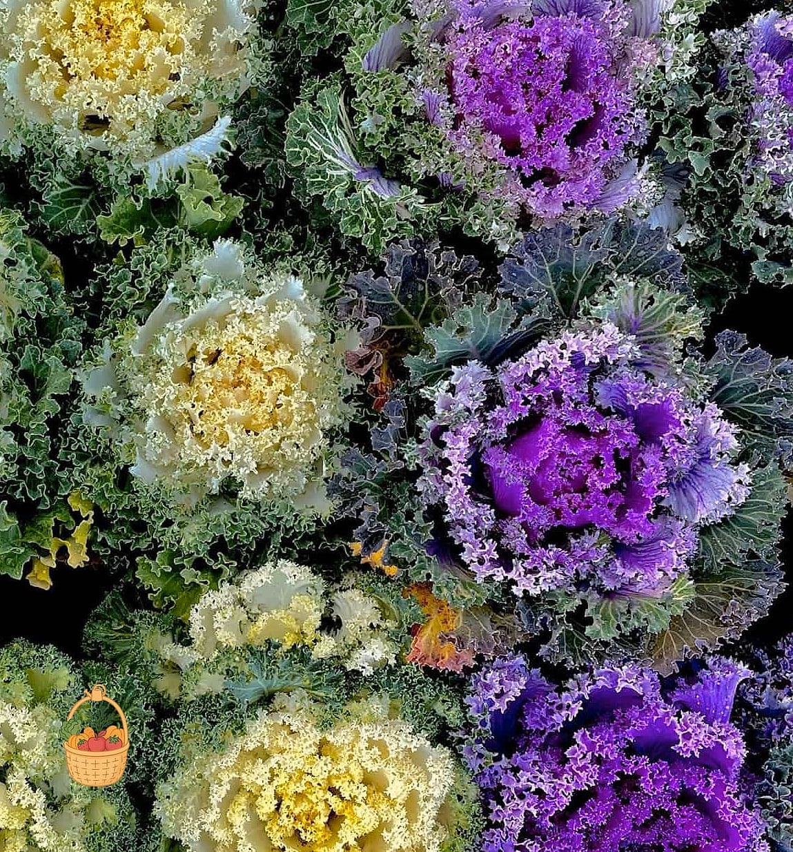 Ornamental Kale and Cabbage