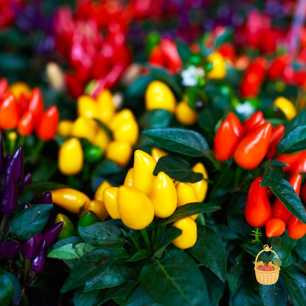 Ornamental Peppers