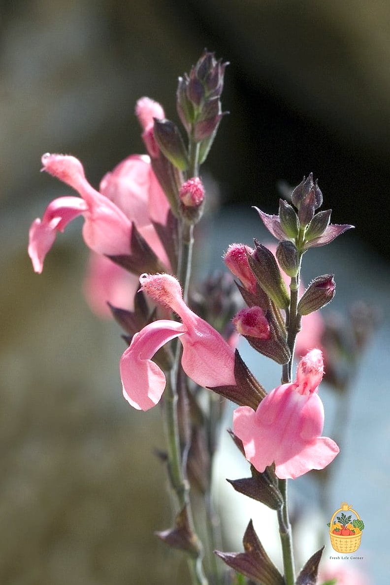 Ornamental Sage (Salvia)