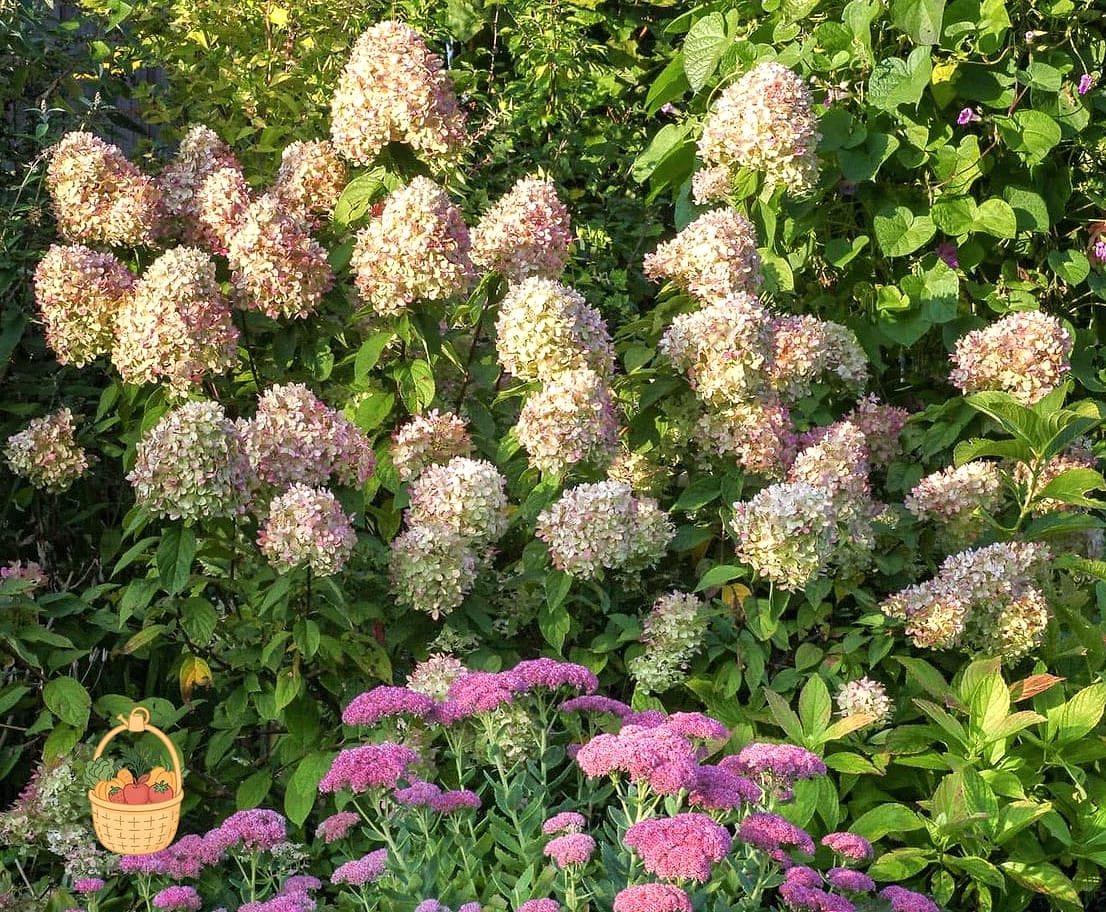 29 Plants Pair Hydrangeas That Actually Work 32 Ornamental Sedum (Autumn Joy and Similar Varieties)