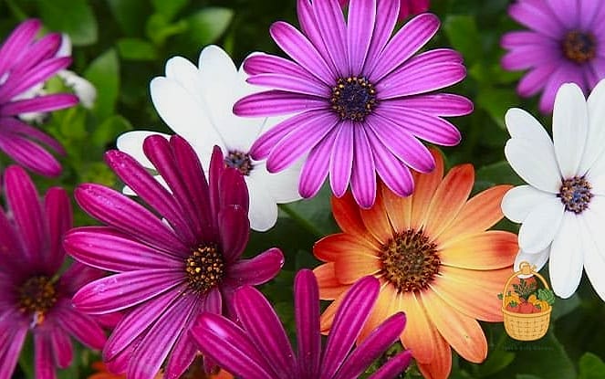 22 Flowers For Your Window Boxes That Actually Work 21 Osteospermum