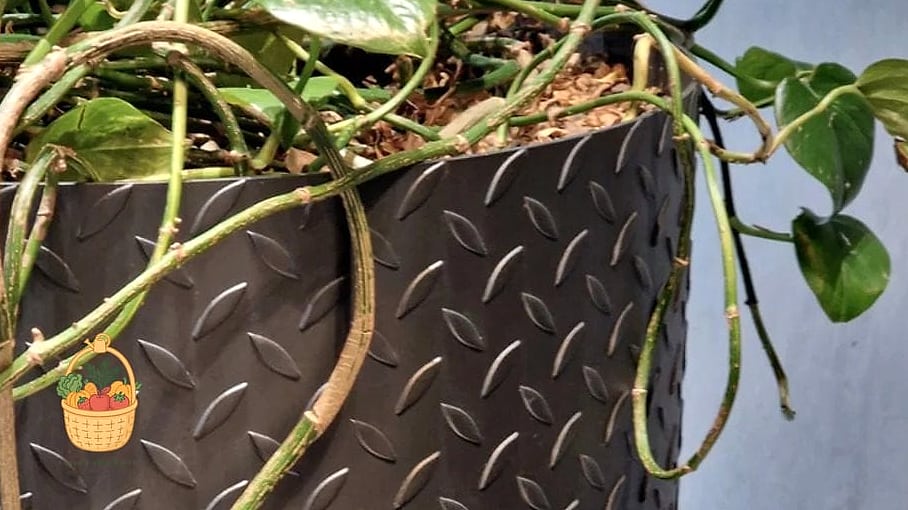 23 Leggy Pothos Causes What To Do That Will Transform Your Garden 6 Overfertilizing