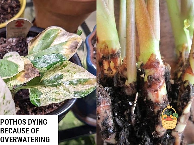 23 Leggy Pothos Causes What To Do That Will Transform Your Garden 11 Overwatering and Root Rot