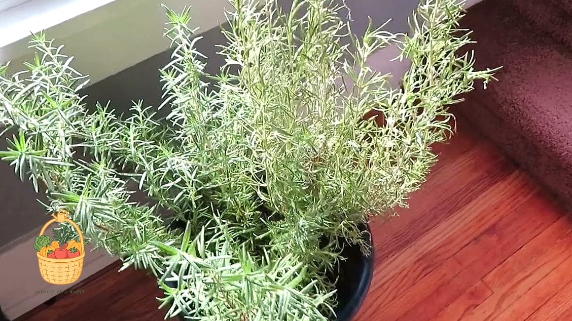 Overwintering Rosemary Indoors