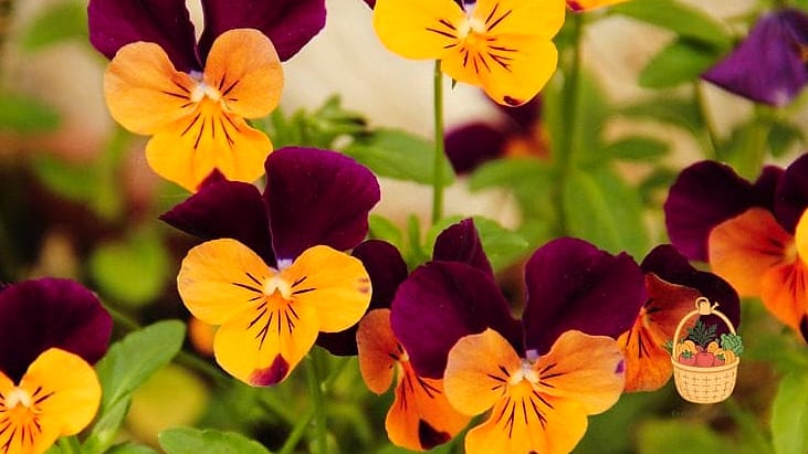 Pansies