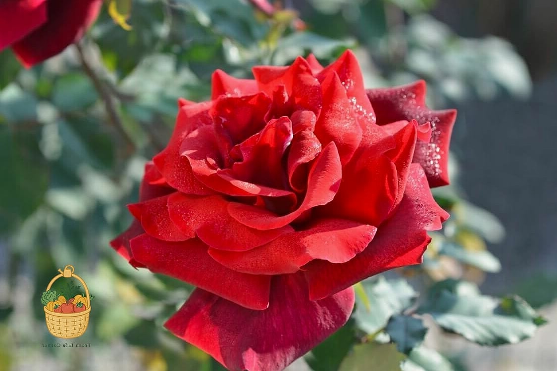 20 Fragrant Roses That Will Transform Your Garden 16 Papa Meilland