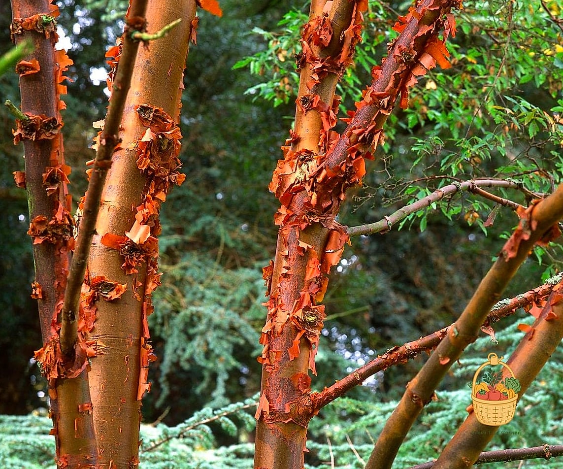 Paperbark Maple