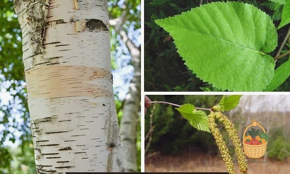 Paper Birch
