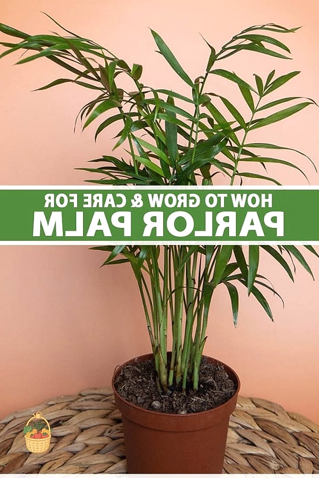 30 Low Maintenance Palm Trees That Are Going Viral on Pinterest 3 Parlor Palm