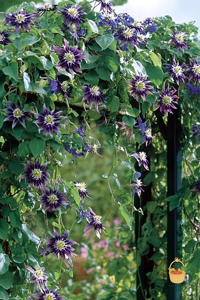 20 Climbing Plants For Pergola And Arbor That Will Transform Your Garden 8 Passionflower