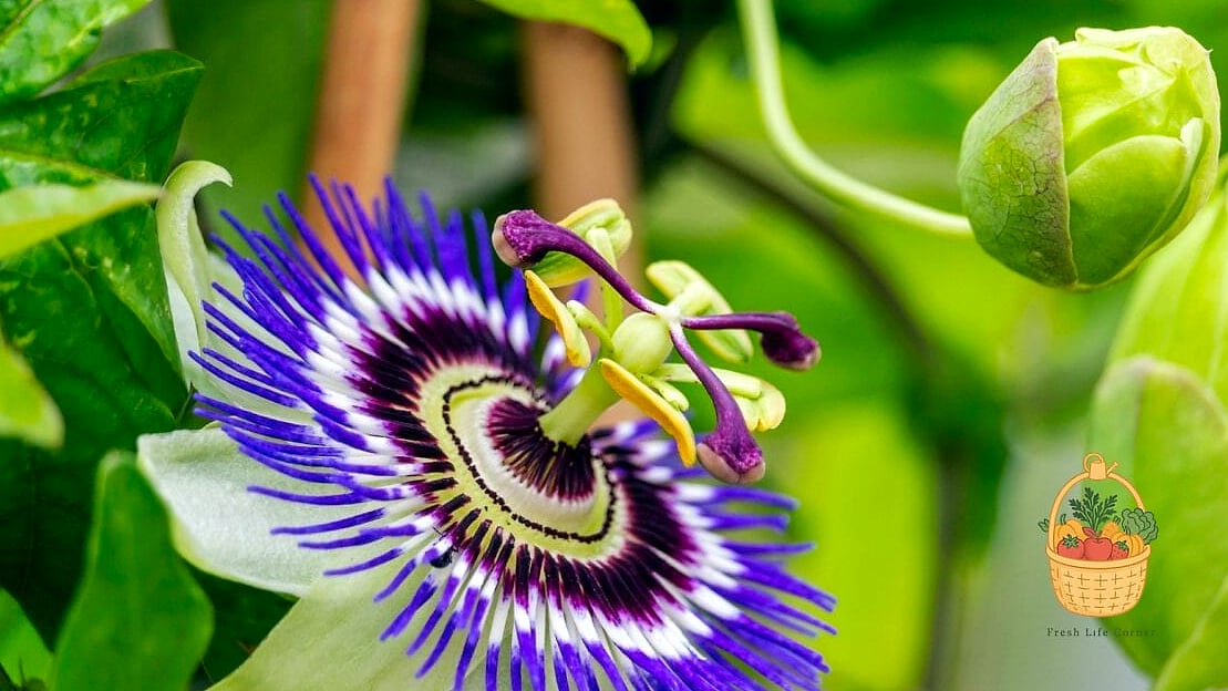 22 Indoor Vining Plants That Actually Work 23 Passion Flower Vine