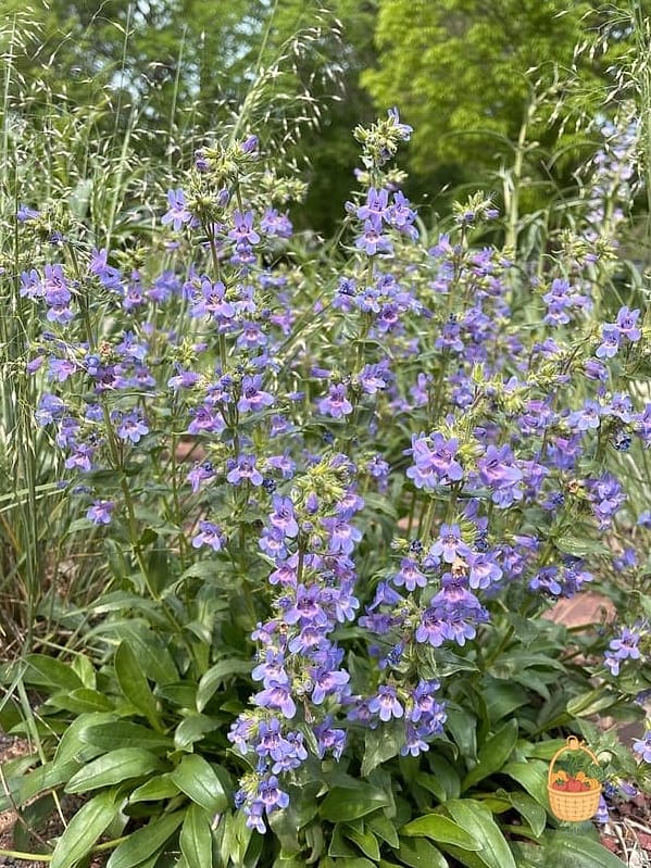 20 Full Sun Perennials That Will Transform Your Garden 19 Penstemon (Penstemon digitalis)