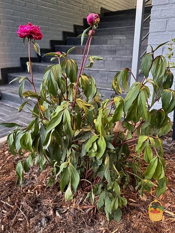 Peonies and Aggressive Groundcovers