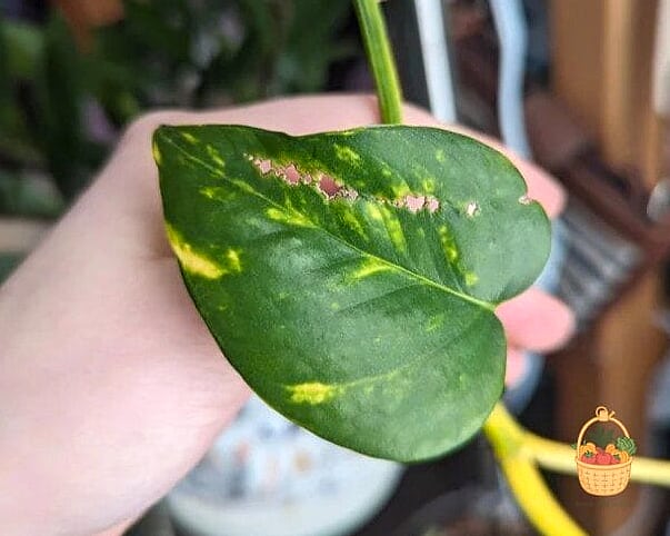 23 Leggy Pothos Causes What To Do That Will Transform Your Garden 18 Pest Infestations