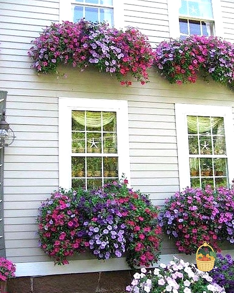 22 Flowers For Your Window Boxes That Actually Work 2 Petunias