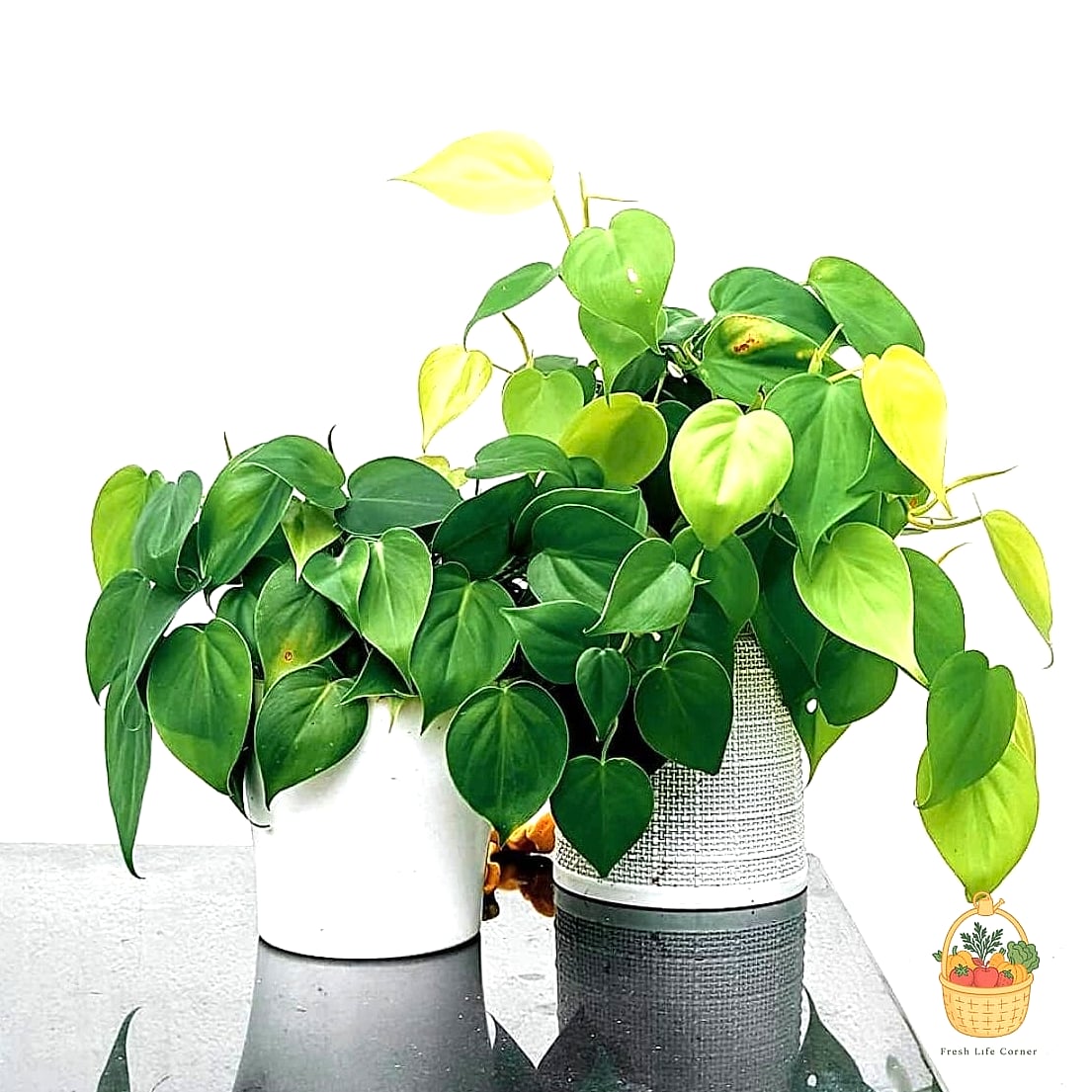 24 Eggshells Houseplants Every Gardener Needs to Know About 14 Philodendron Heartleaf