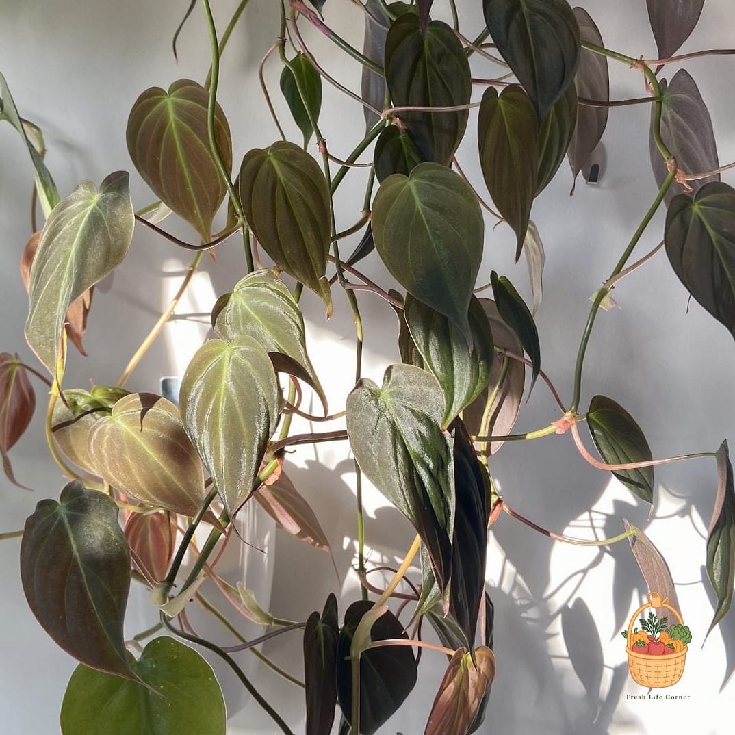 22 Indoor Vining Plants That Actually Work 17 Philodendron Micans