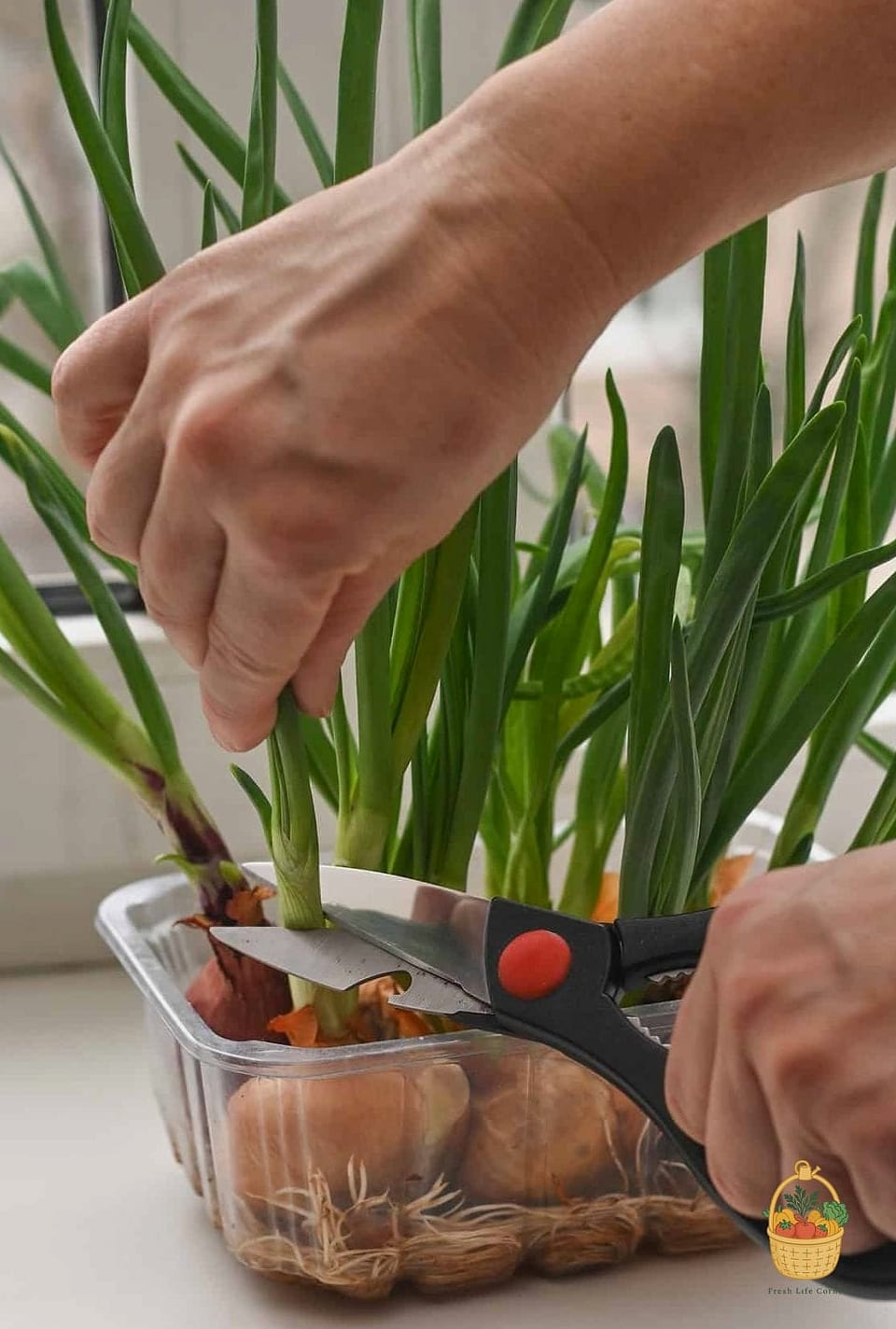 How To Grow Onions In Containers — Everything You Need to Know 4 Picking the Right Container