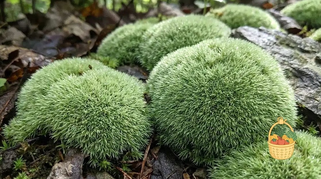 Pincushion Moss