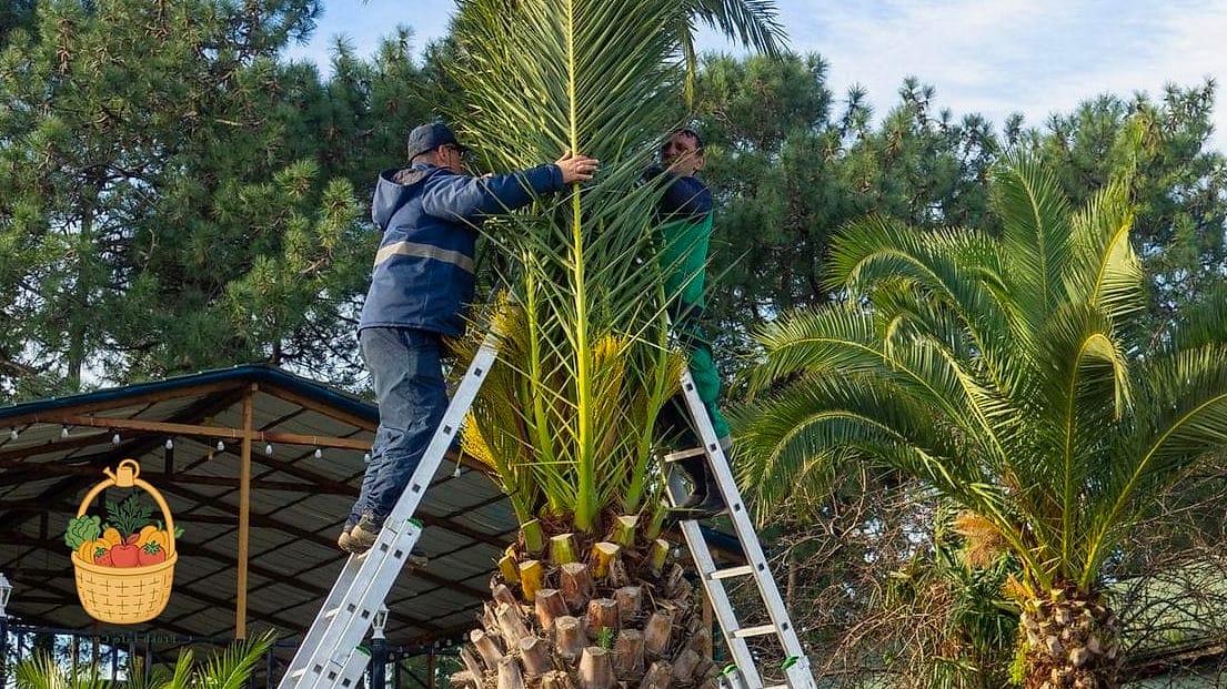 30 Low Maintenance Palm Trees That Are Going Viral on Pinterest 15 Pindo Palm