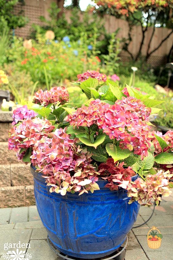 20 Stunning Container Hydrangeas Every Gardener Needs to Know About 5 Pistachio