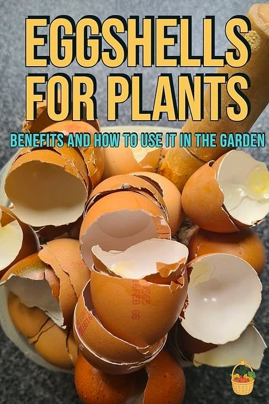 24 Eggshells Houseplants Every Gardener Needs to Know About 9 ZZ Plant