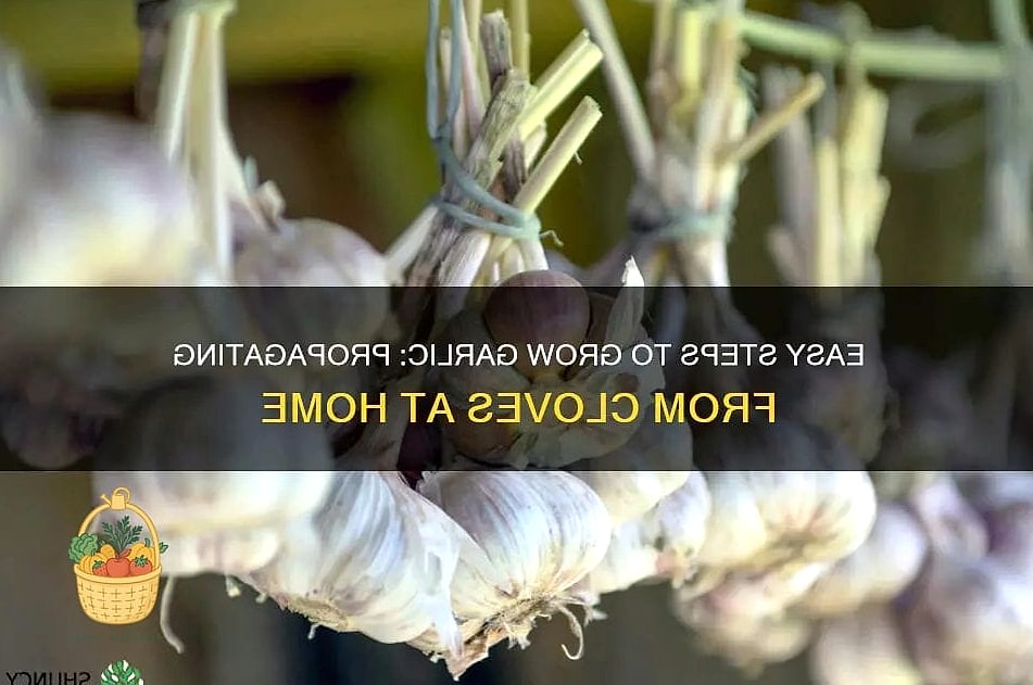 Propagate Garlic — Tips and Tricks That Actually Work 6 Planting Cloves the Right Way