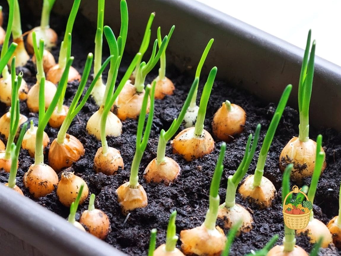 How To Grow Onions In Containers — Everything You Need to Know 6 Planting: Seeds, Sets, or Transplants