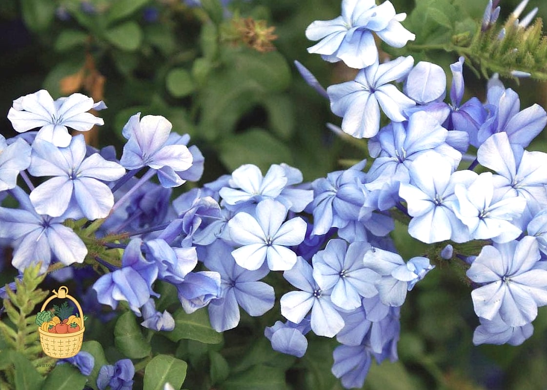Flowers Grow In Florida Year Round — Everything You Need to Know 8 Plumbago