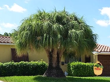 30 Low Maintenance Palm Trees That Are Going Viral on Pinterest 4 Ponytail Palm