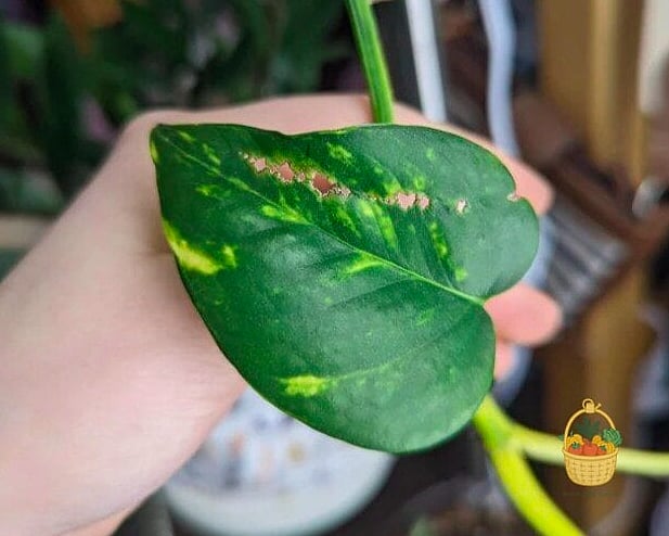 23 Leggy Pothos Causes What To Do That Will Transform Your Garden 19 Poor Air Circulation