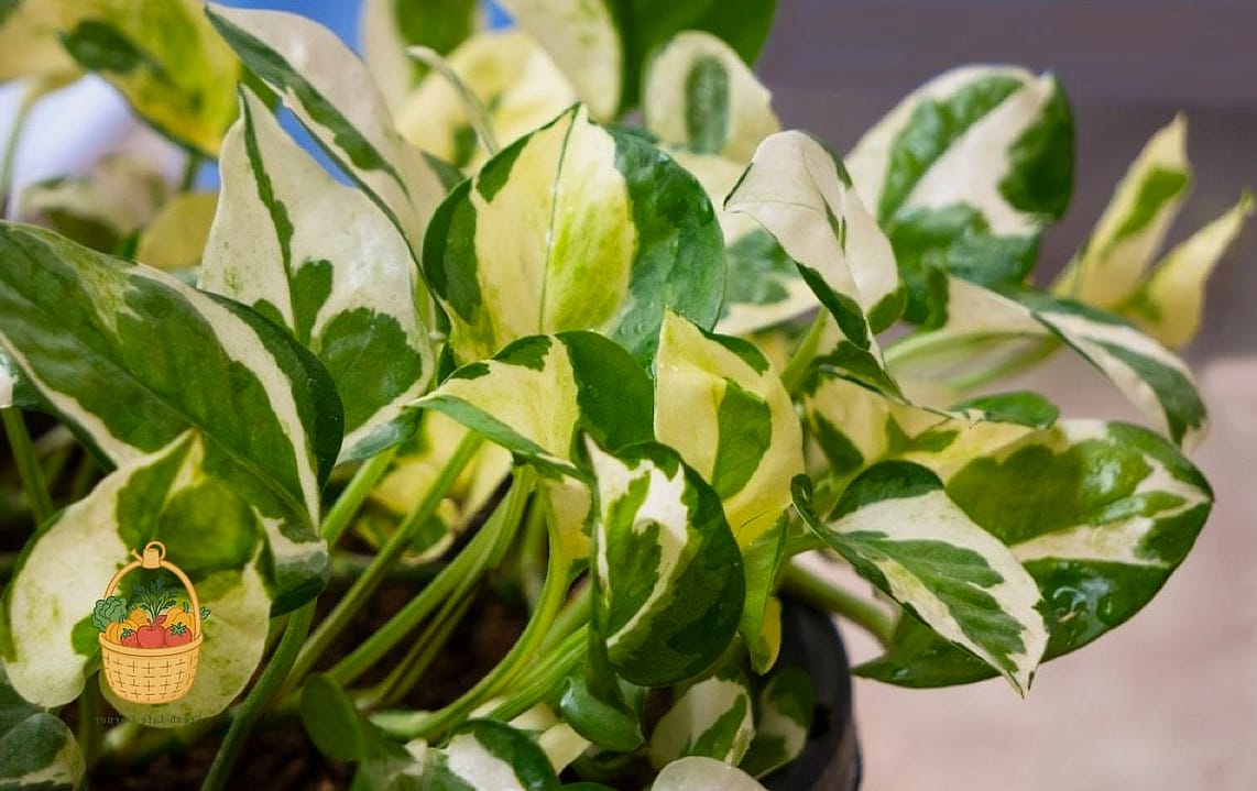 24 Eggshells Houseplants Every Gardener Needs to Know About 3 Pothos