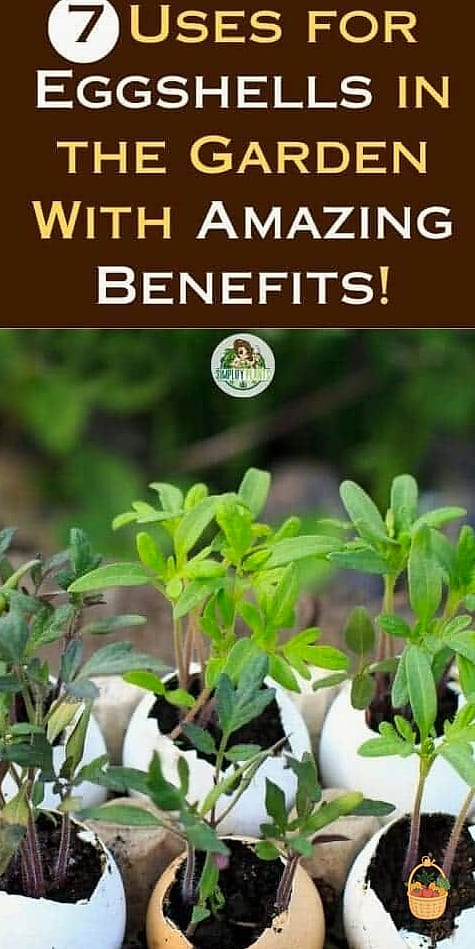 24 Eggshells Houseplants Every Gardener Needs to Know About 24 Prayer Plant